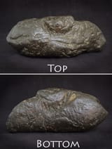 coprolite