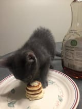 kitten enjoying pancakes