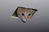 Ceiling_cat