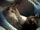 object at rest