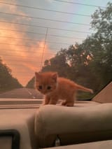 Miau Miau