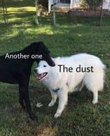 the dust