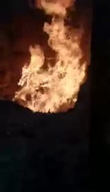firepige