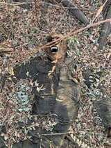 dead hohols 3119