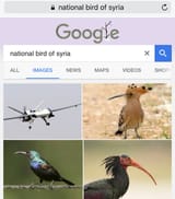 national bird of syria