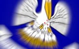 Oh Shit Pelican State