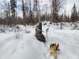 Snow doggo
