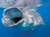 WhaleShark3