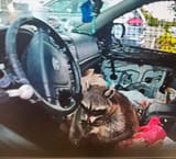 raccoon-pipe_1746598934420_hpMain