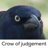 crow of j