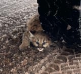 82374199007-cougar-2
