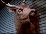 ed2_deer_head