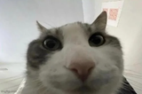 lookinside