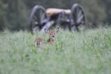 deer cannon