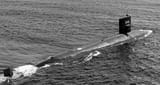 Whale