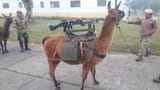 llama tactica argentina