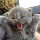 awwww kitten
