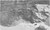 Wild_Barbary_lion_in_1925.tif (1)