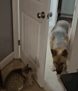 ambush