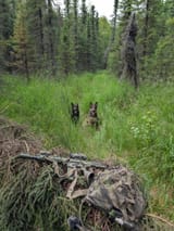 spruce doggos