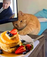 hmmmm pancakes, meow