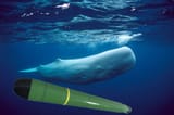 2-sperm-whale-physeter-macrocephalus-hiroya-minakuchi (1)