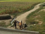 NK ox cart