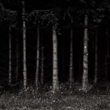 David-Blackwell-Treescape-4-Black-Forest-Germany-via-Flickr