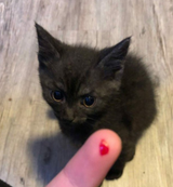 kitty bite
