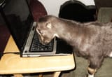 pcgoat