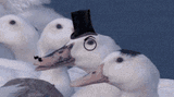 goose-monocle