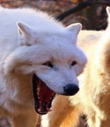 Laughing_Wolves_Banner