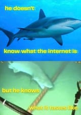 shark he doesn&#039;t know what the internet is but he knows what it tastes like