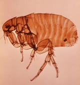 fig-5-xenppsylla-cheopis