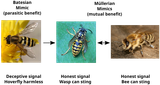 mimicry