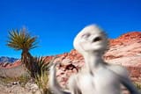 Aliens in Arizona