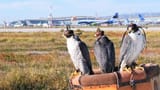 bird-control-at-airports