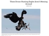 eagle