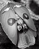 a_moth