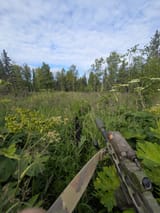 long grass