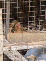 chicken jail