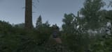 bush wookies could be here he thought