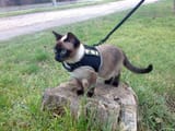 fbi kitty