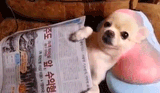 Pupper massage