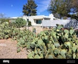 prickly-pear-cacti-outside-the-fence-surrounding-a-house-in-tucson-az-the-best-safeguard-against-any-intruder-2A1C2HY