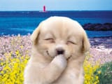 Jochu_Laugh_Seaside