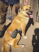 dog_cc_2