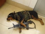Leaf Rottie with Norinco P226 clone