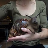 snailmaxxing