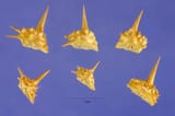 Goat heads, nature&#039;s caltrops